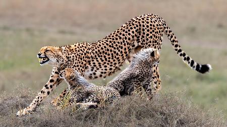 Cheetah family rest  time