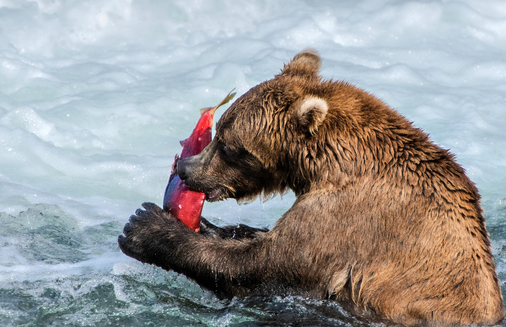 Sashimi for The bear, von Jie Fischer