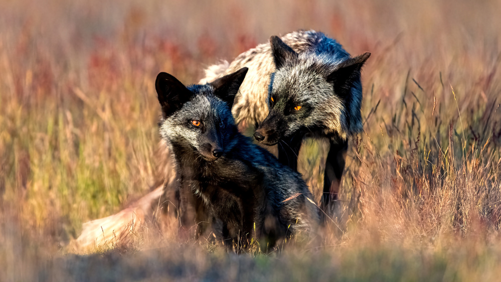 Black Foxs von Jie Fischer