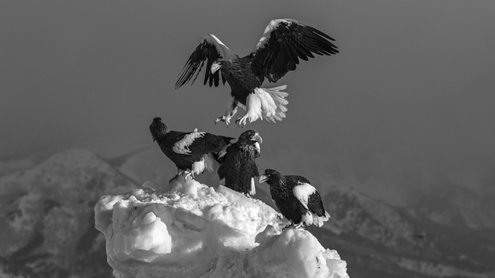 Stellars   Eagle for territory von Jie Fischer