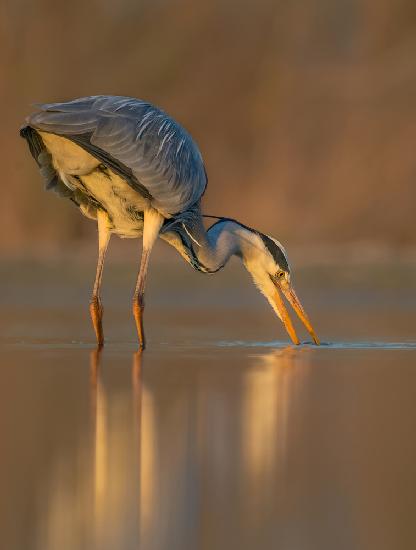 Search in Sunset