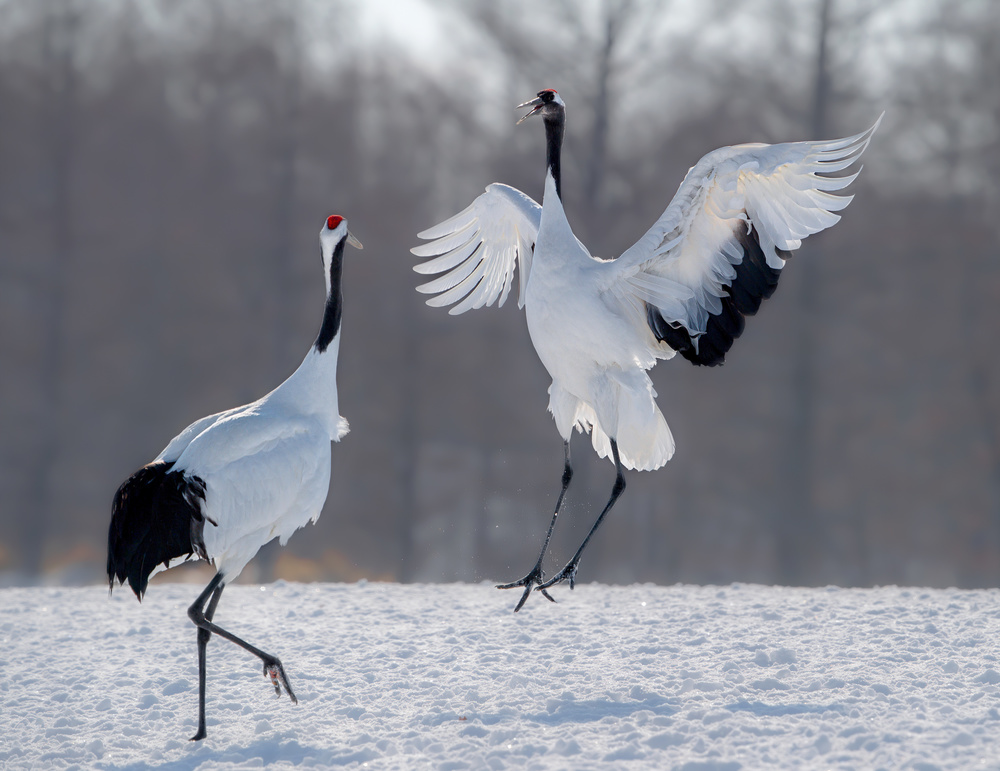 Dancing in the snow von Jie Fischer