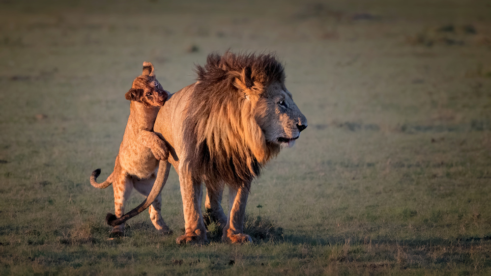 Father and cub von Jie Fischer