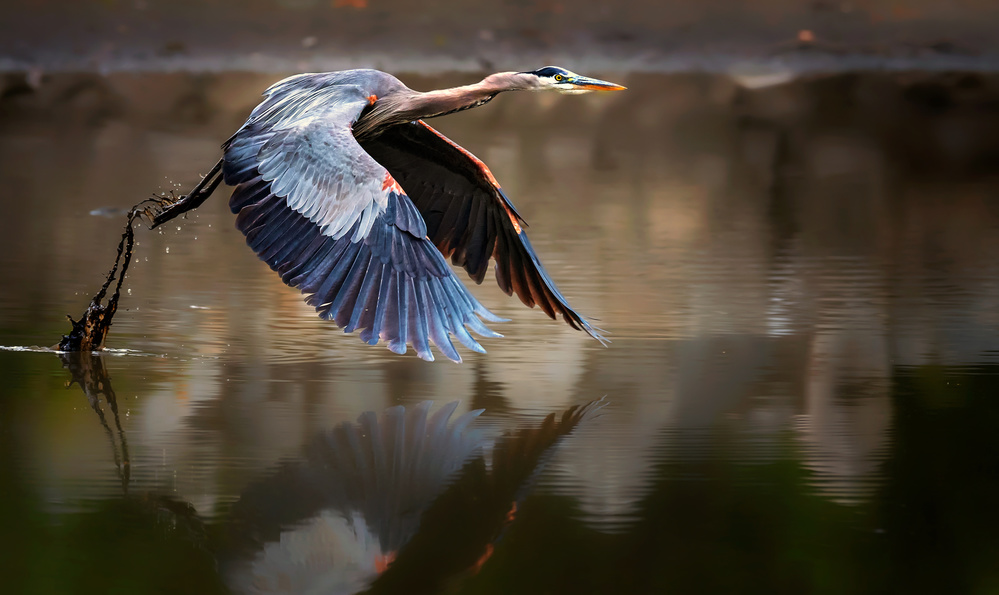 Fly from water von Jie Fischer