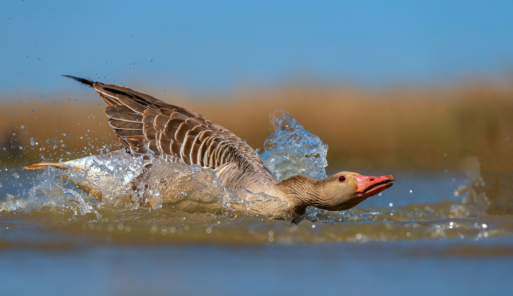 Moving forward von Jie Fischer