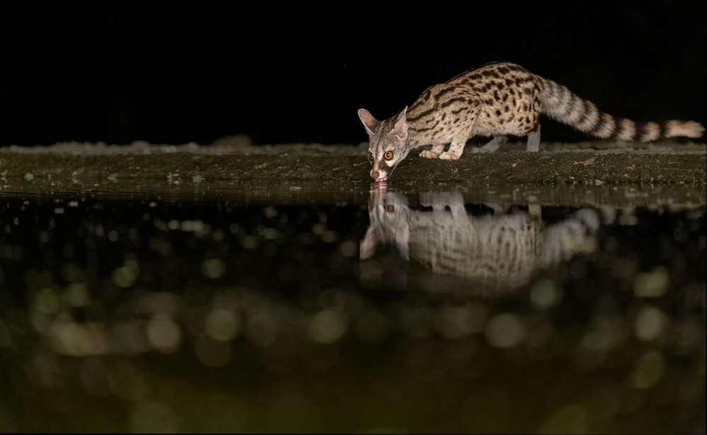 Civet cat at night von Jie Fischer