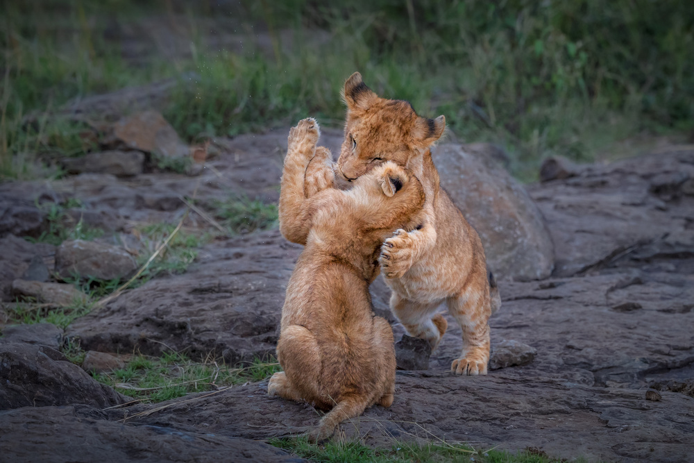 Two  cubs play von Jie Fischer