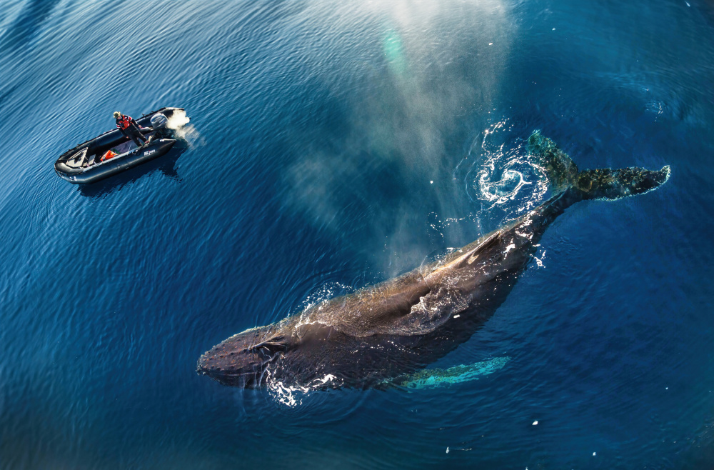 Friendly Encounter in Antarctica von Jie Jin