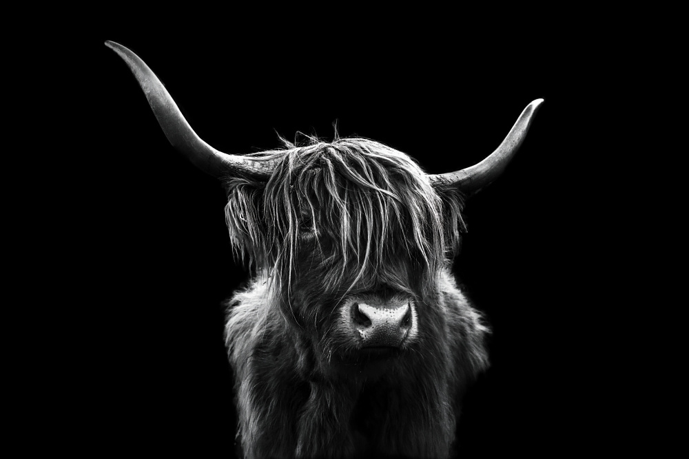 Long hair cattle von Jie Jin