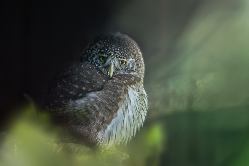 Eurasian pygmy owl (Glaucidium passerinum) von Jiří Švestka