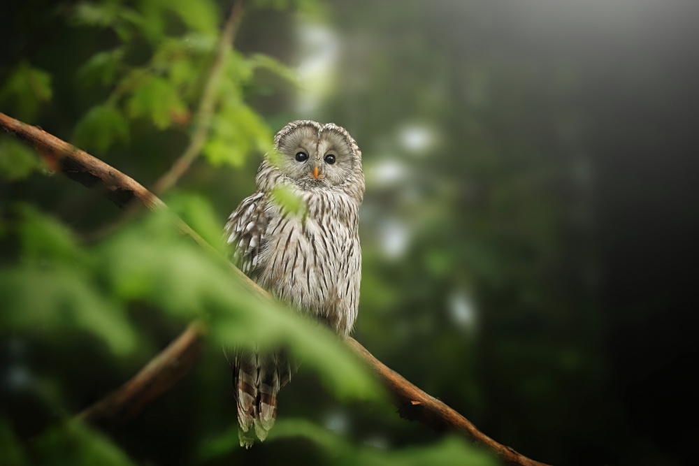 Ural owl von Jiří Švestka