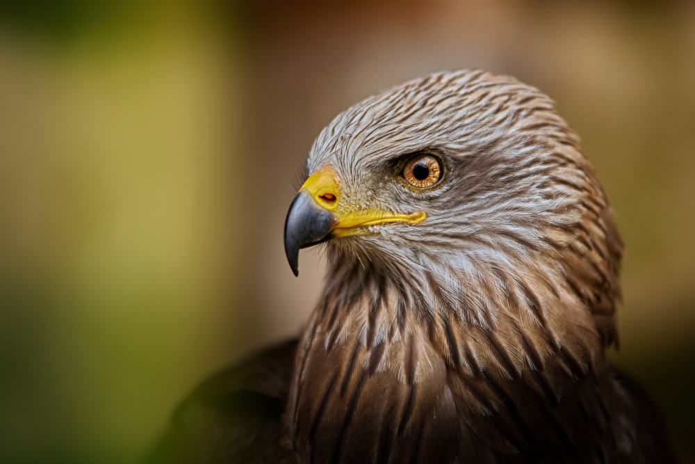 Bird of prey... von Jiří Švestka