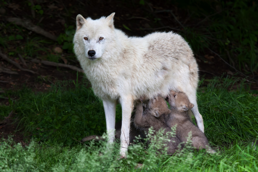 Arctic Wolves - Remus and Romulus von Jim Cumming