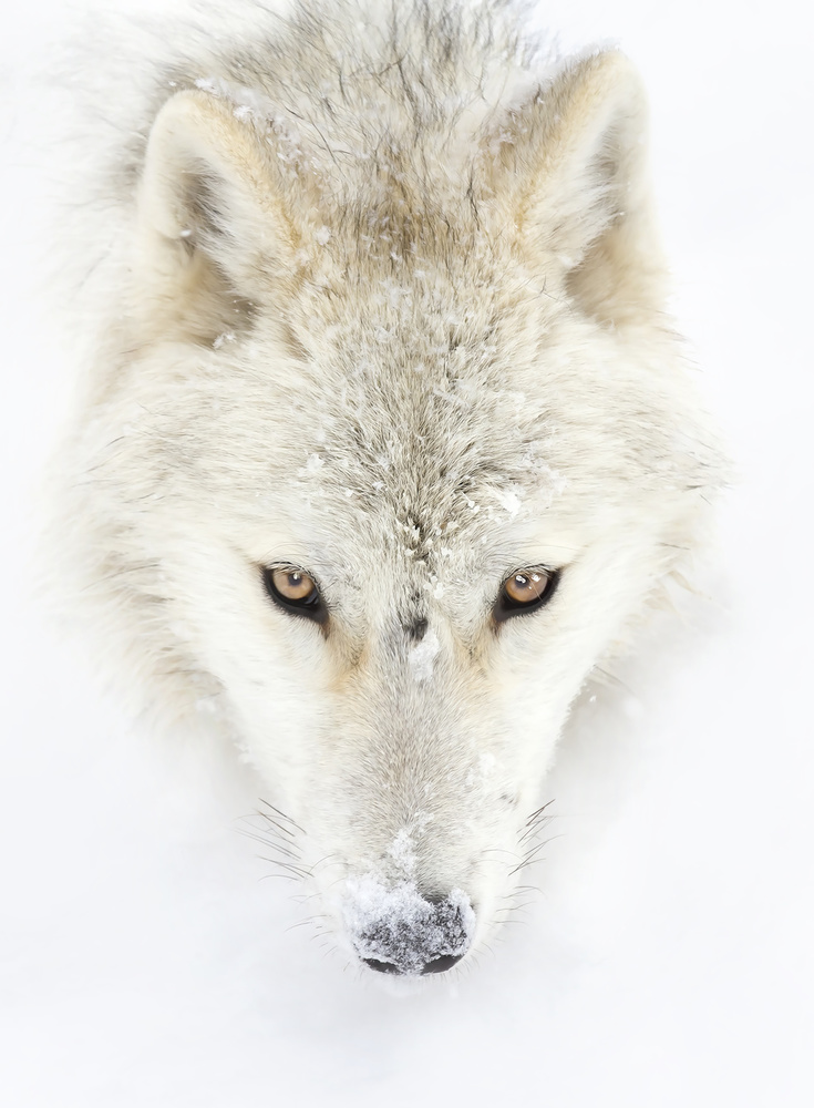 Arctic Wolf Closeup von Jim Cumming