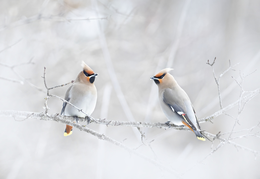 Bohemian Waxwings von Jim Cumming