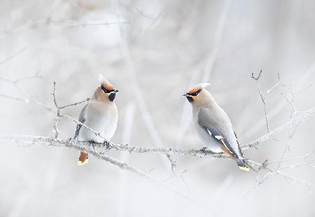 Bohemian Waxwings