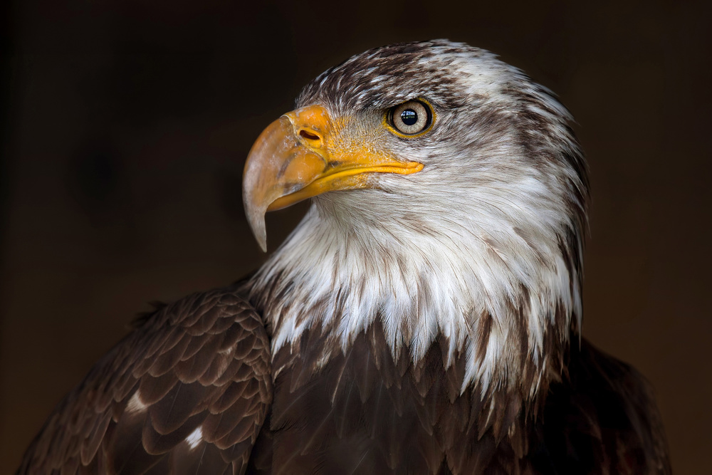 Caged - Bald Eagle von Jim Cumming