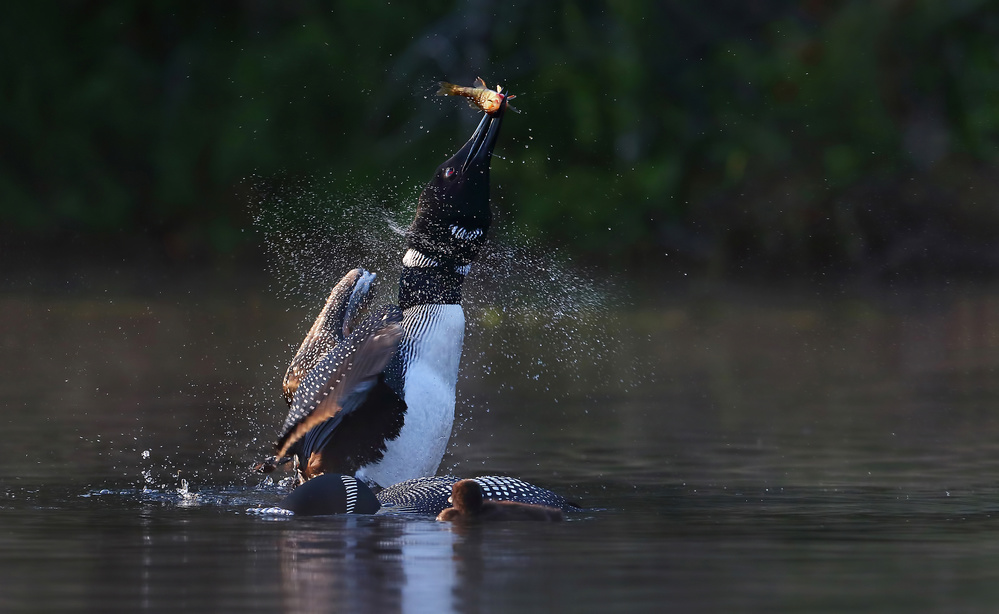 Pisces Rising - Common loon with fish von Jim Cumming