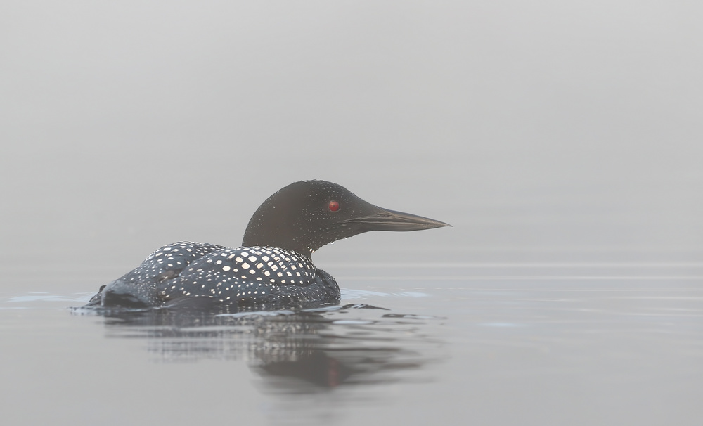 Common loon in early morning fog von Jim Cumming