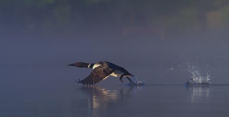 Common loon skip