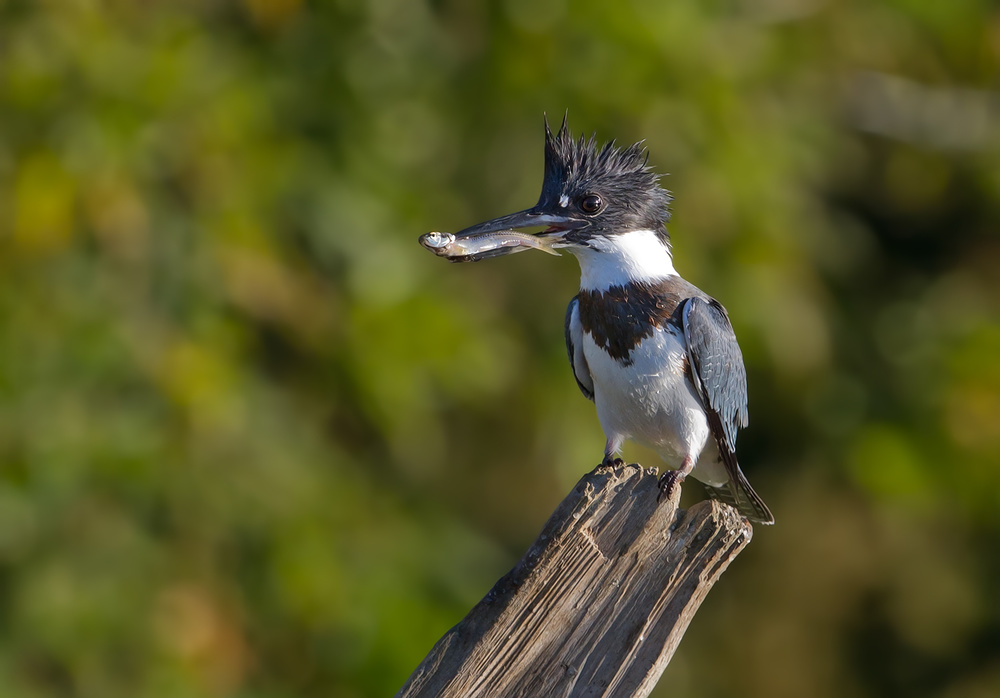 Belted kingfisher with fish von Jim Cumming