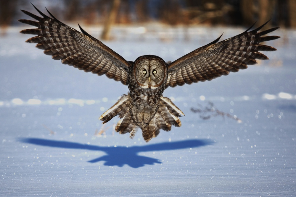 In your face - Great Grey Owl von Jim Cumming