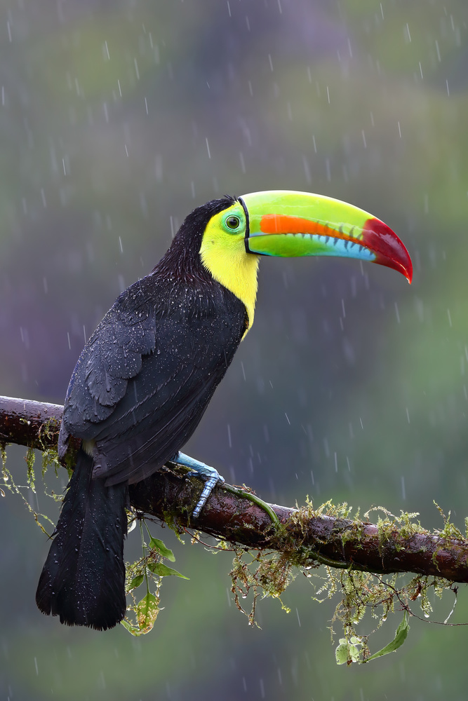 Keel-billed Toucan - Costa Rica von Jim Cumming