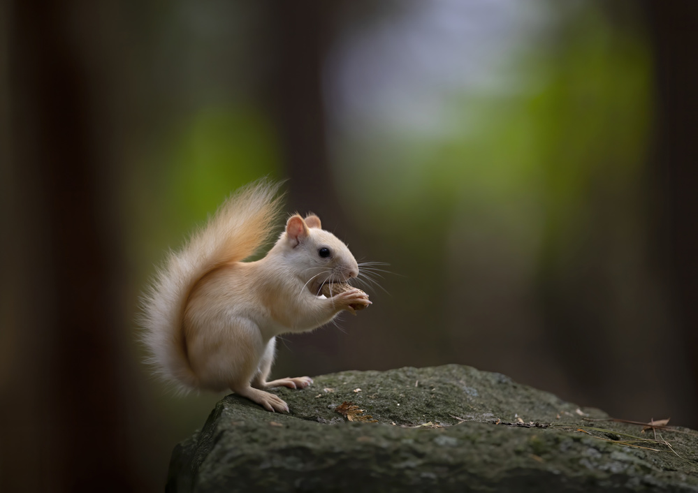 Leucistic Red Squirrel von Jim Cumming