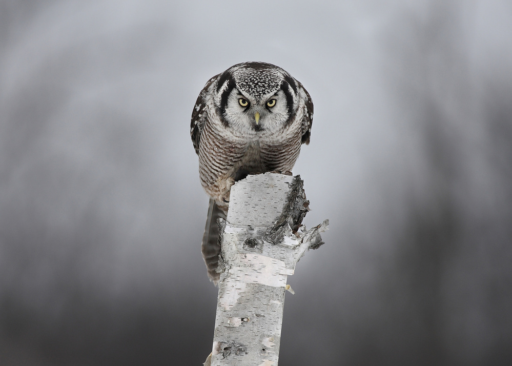 Northern Hawk-Owl - Stare down von Jim Cumming