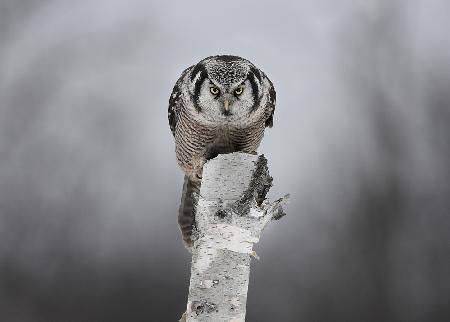 Northern Hawk-Owl - Stare down