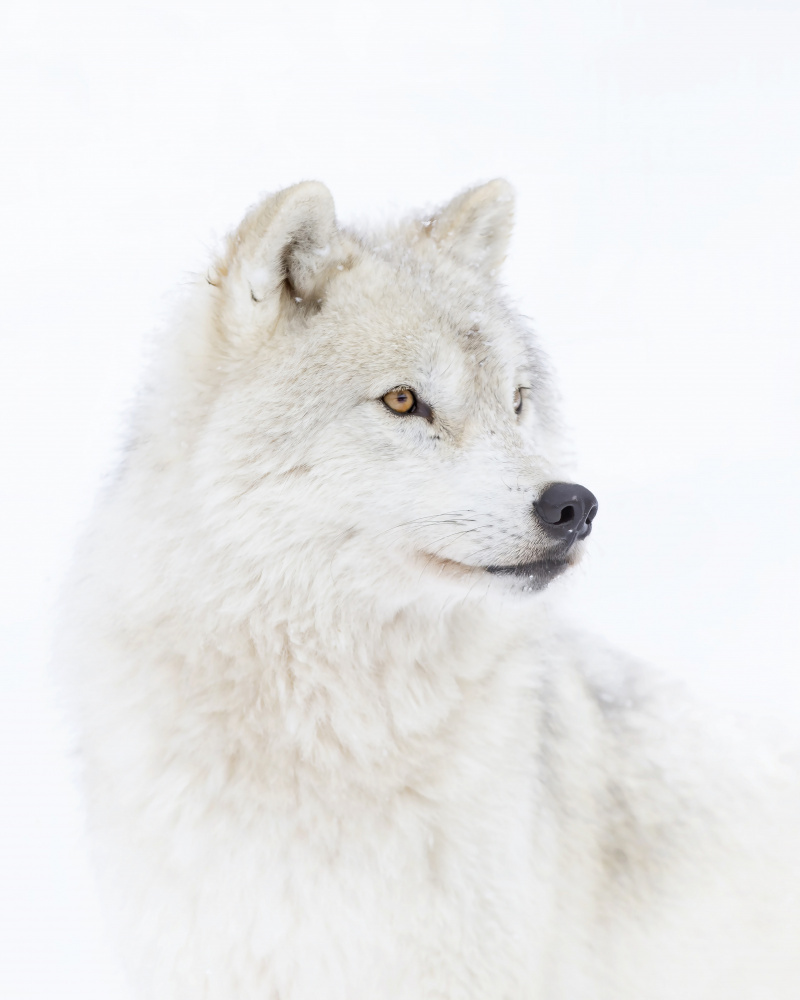 Portrait of an Arctic Wolf von Jim Cumming