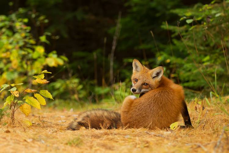 RedFox, Algonquin Park von Jim Cumming