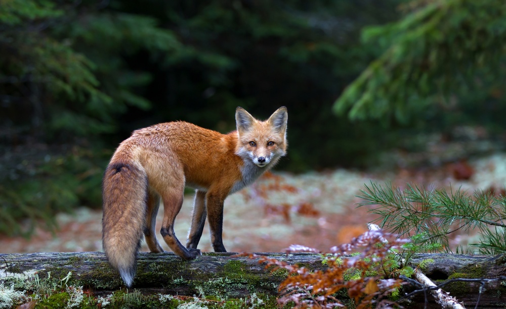 Red Fox in Algonquin Park von Jim Cumming