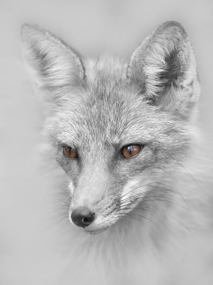 Red Fox Portrait von Jim Cumming