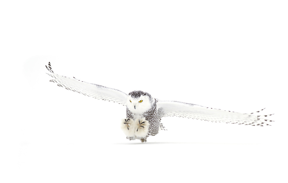 Snowy Owl coming in for the kill von Jim Cumming