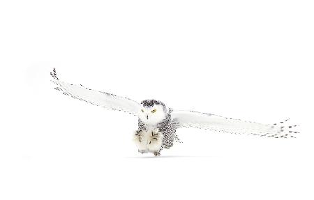 Snowy Owl coming in for the kill