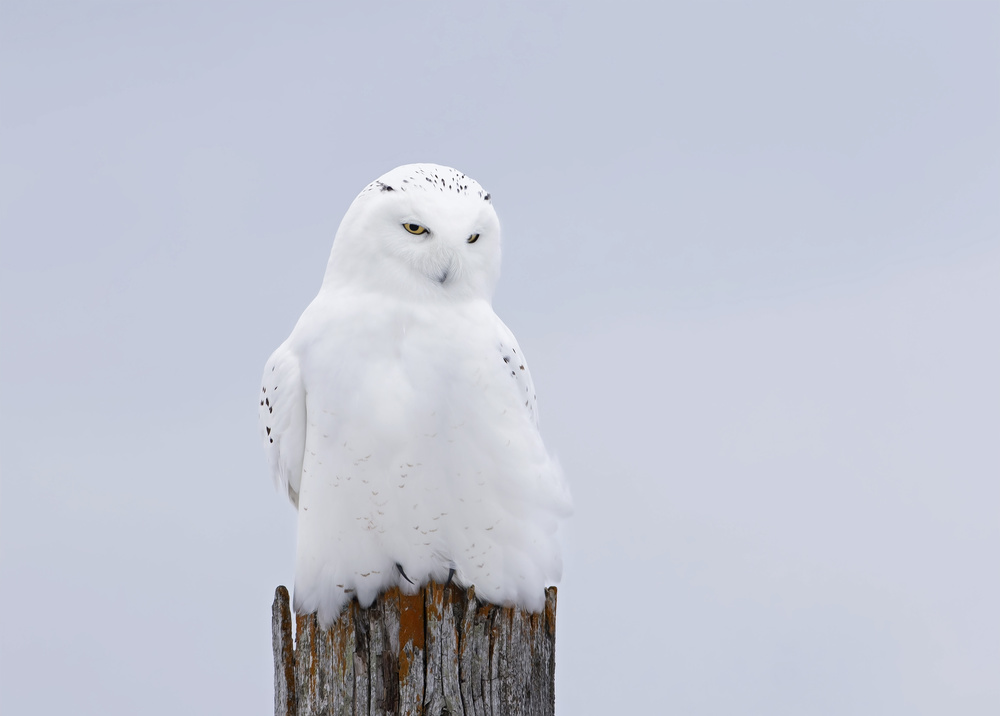 Snowy Owl - The Ghost von Jim Cumming