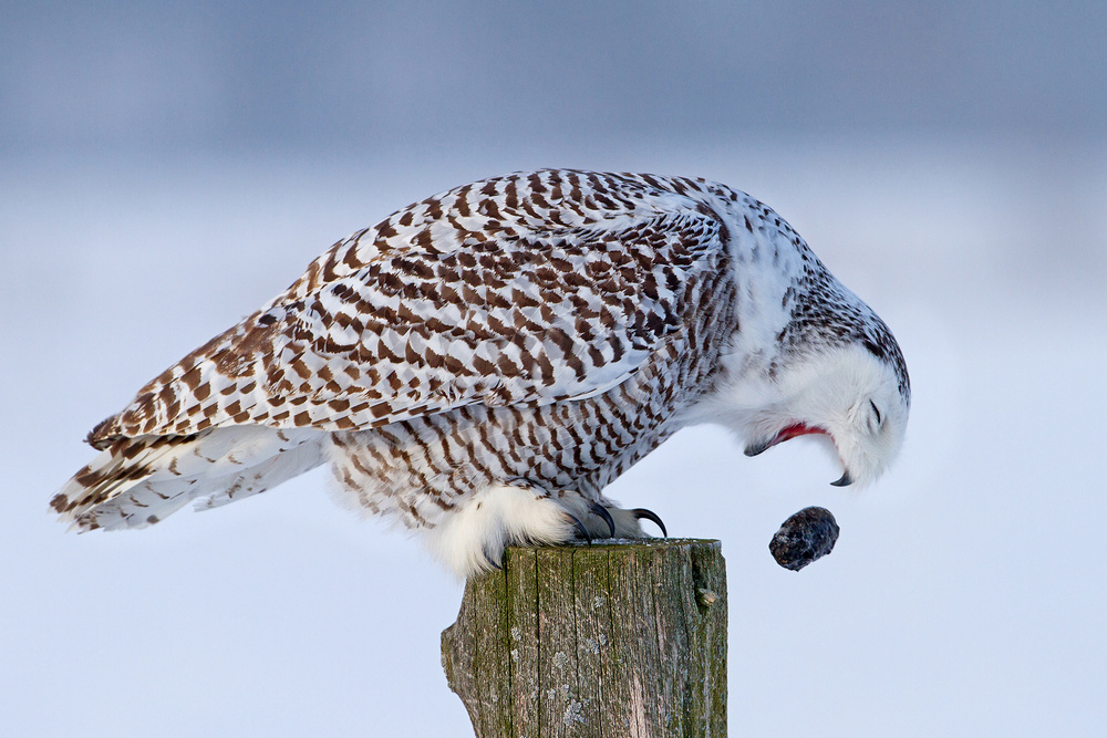 Snowy Owl - Cough it up buddy von Jim Cumming