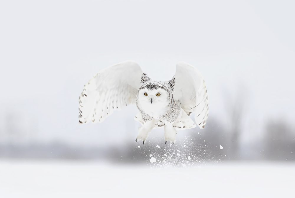 Snowy Owl taking flight von Jim Cumming