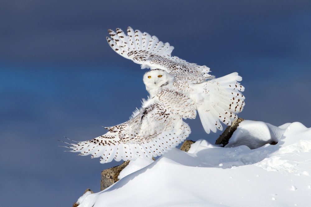 Snowy Owl in Flight von Jim Cumming