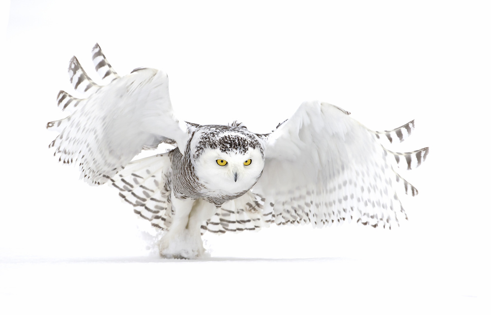 Snowy Owl - Jazz Wings von Jim Cumming