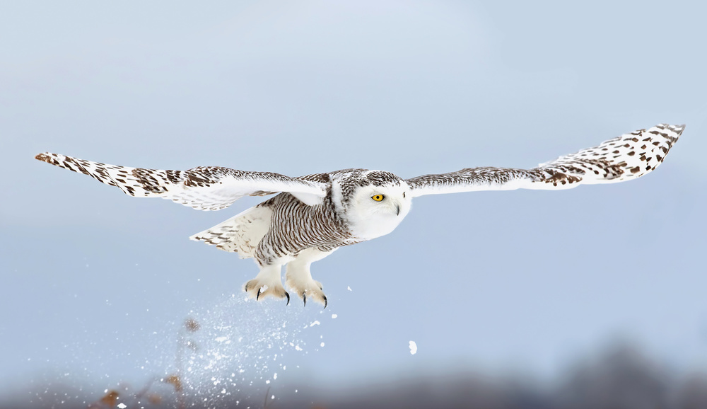 Snowy owl blast-off von Jim Cumming