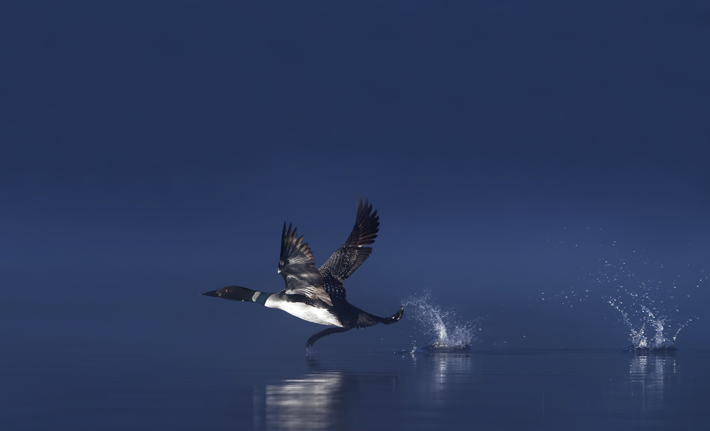 Loon Flight - Common Loon von Jim Cumming