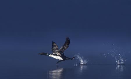 Loon Flight - Common Loon