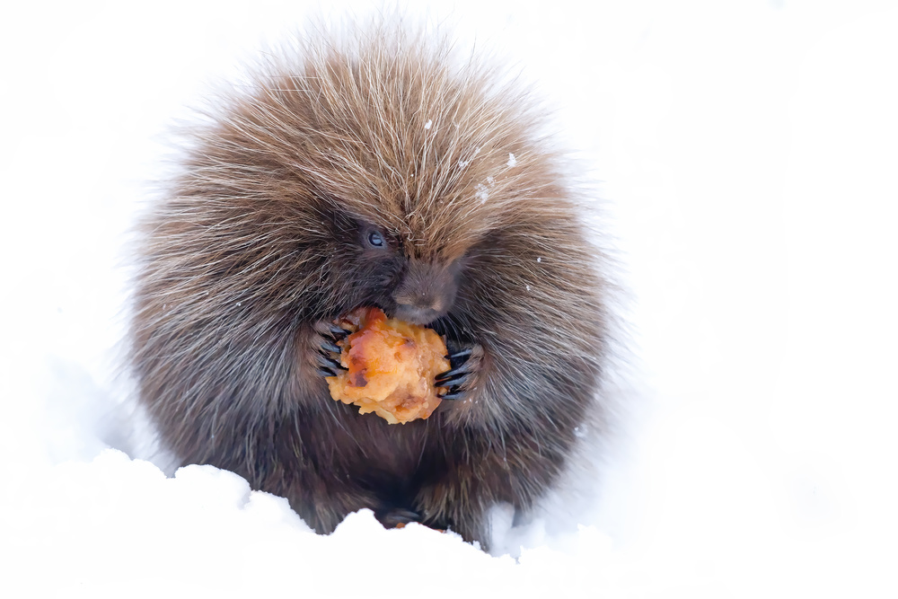 Porcupine with Apple von Jim Cumming