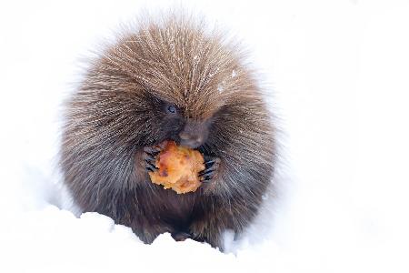 Porcupine with Apple