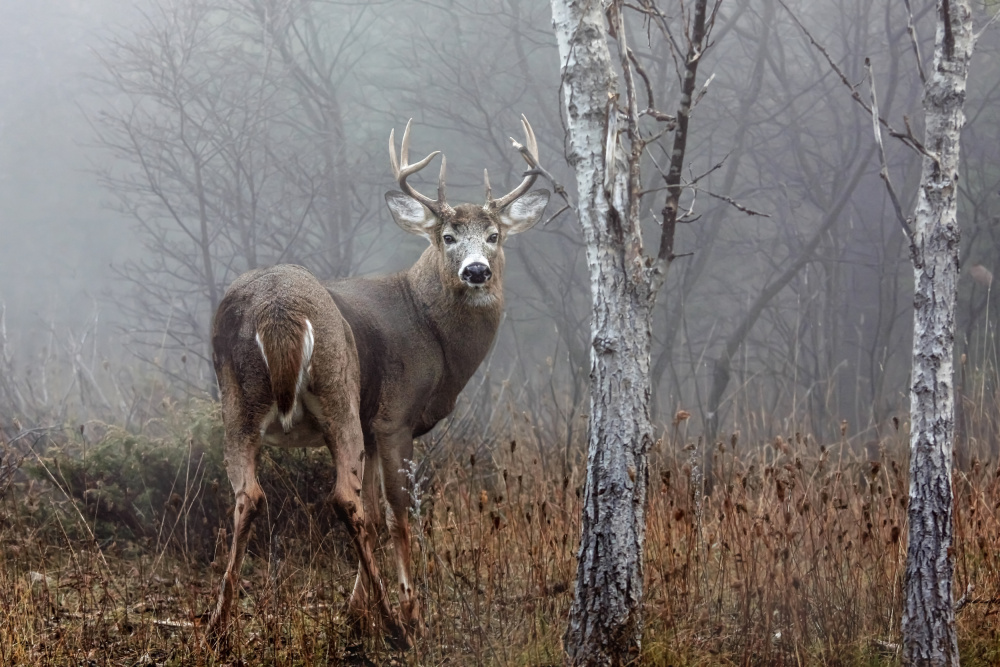 White-tailed buck - In the autumn fog von Jim Cumming