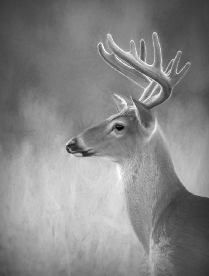 White-tailed Buck