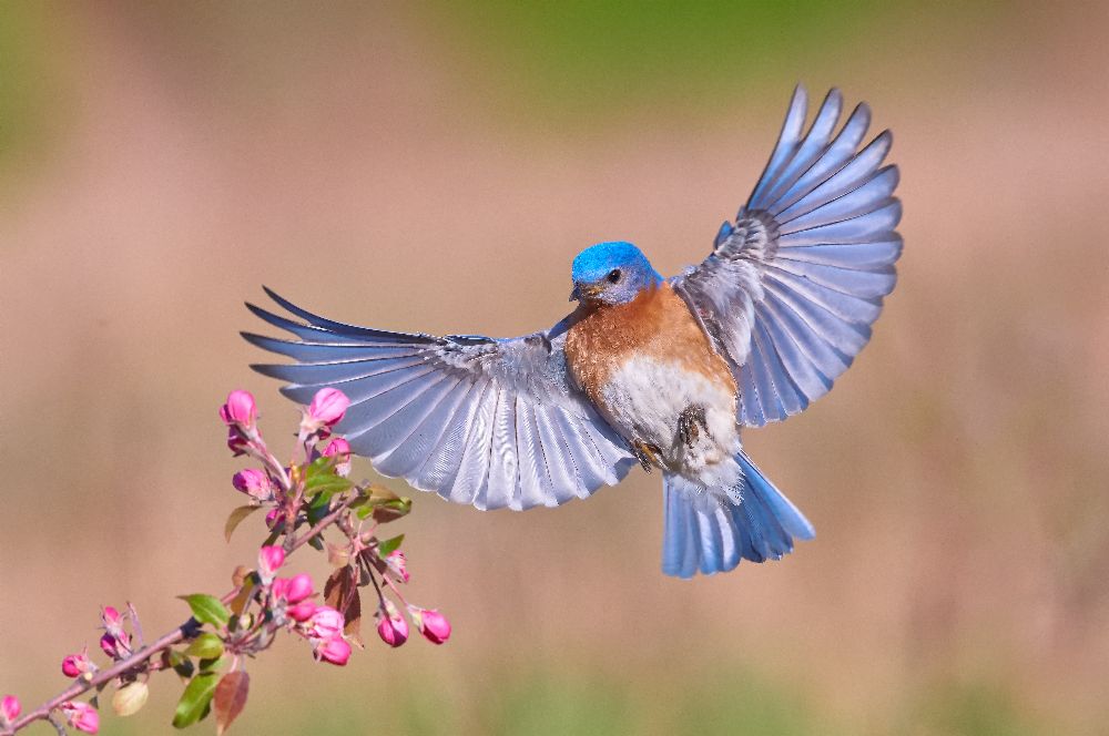 Bunter Frühling von Jim Luo