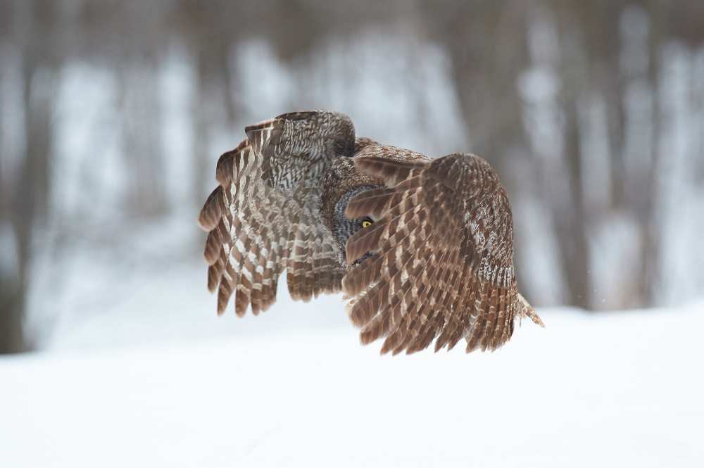 Great Grey Owl von Jim Luo